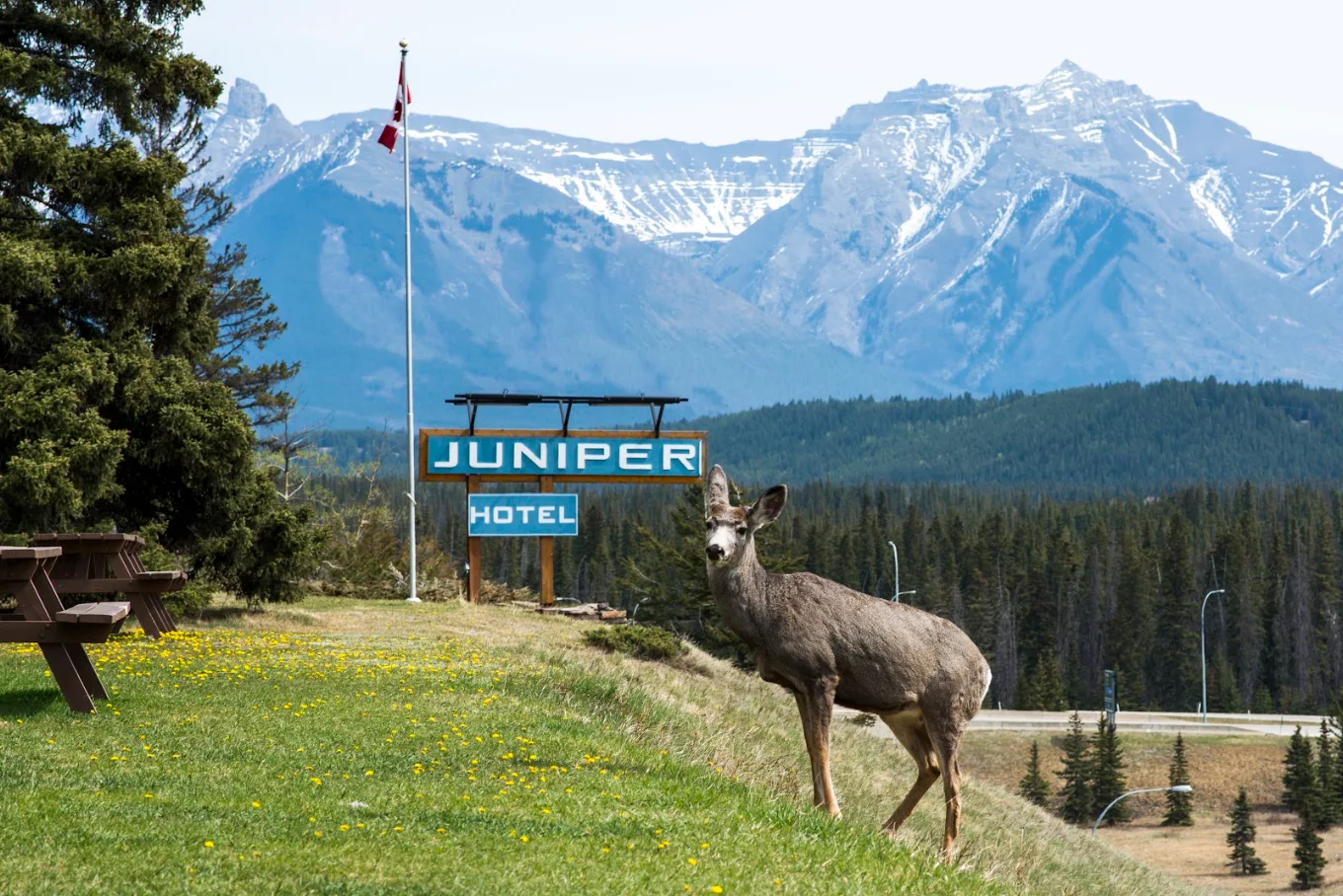 The Juniper Hotel post